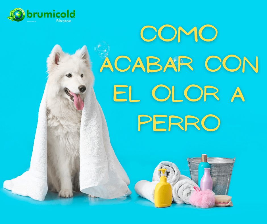 como eliminar el olor a perro