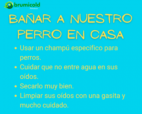 bañar a nuestro perro en casa